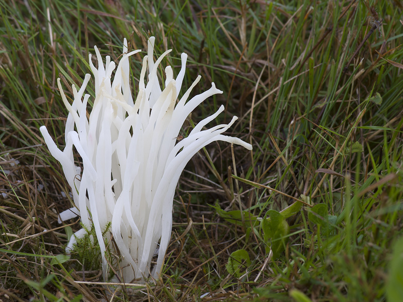 Clavaria fragilis